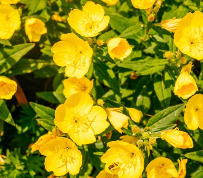 From CBD to Western Suburbs: How Flower Delivery Sydney Services Cover Every Postcode