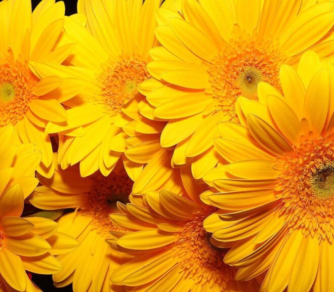 Yellow Flowers in Folklore and Symbolism Across Cultures