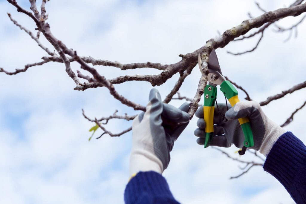 Tree Pruning Services