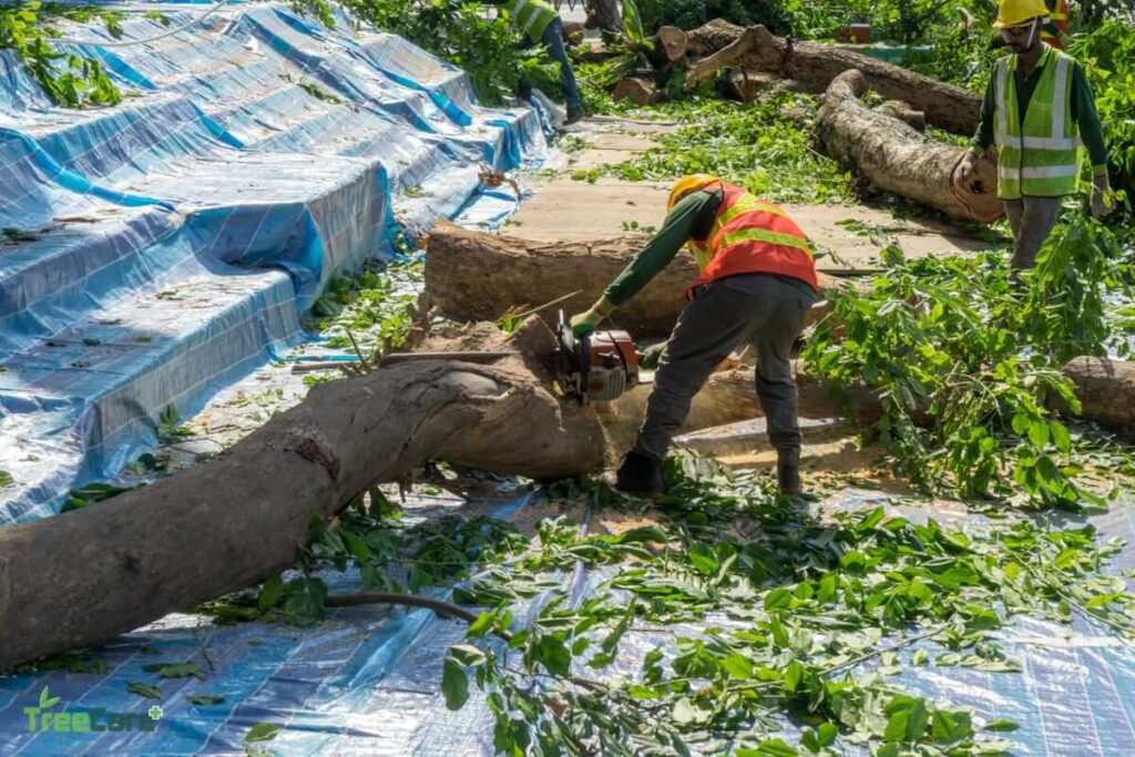 Tree Pruning Services