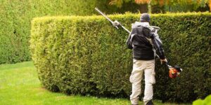 Hedge Trimming Service: Keeping Your Hedges Neat and Healthy